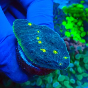 CHALICE WATERMELON GREEN FRAG #1504058