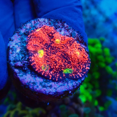 CHALICE WATERMELON RED FRAG #1504027