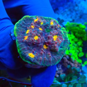 CHALICE WATERMELON S #1504056