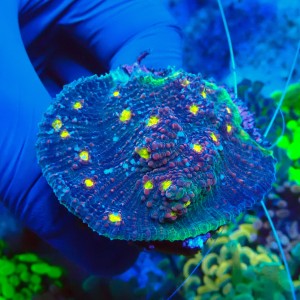 CHALICE WATERMELON S GRADE B #1504059