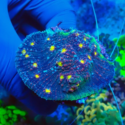 CHALICE WATERMELON S GRADE B #1504059