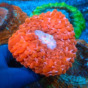 CYNARINA ULTRA RED L (~10CM) #1504016