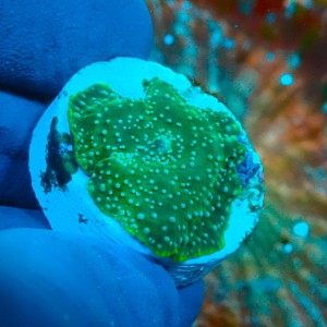 DISCOOSMA GREEN INTERSTELLAR (1P) #1504062