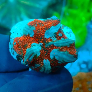 DISCOSOMA INTERSTELLAR (1P) #1504052