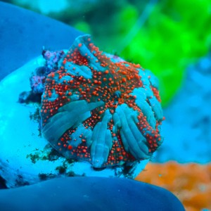 DISCOSOMA INTERSTELLAR (1P) #1504054