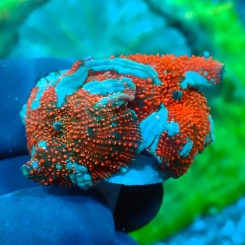 DISCOSOMA INTERSTELLAR (2P) #1504057