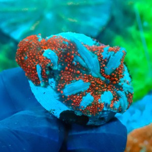 DISCOSOMA INTERSTELLAR (2P) #1504060