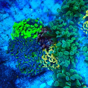 EUPHYLLIA PARAANCORA GARDEN (5XMORPH MIX ~10P) #1504101