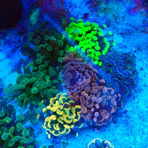 EUPHYLLIA PARAANCORA GARDEN (5XMORPH MIX ~10P) #1504102