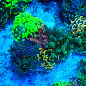 EUPHYLLIA PARAANCORA GARDEN (5XMORPH MIX ~10P) #1504104