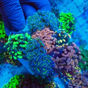 EUPHYLLIA PARAANCORA GARDEN (5XMORPH MIX ~10P) #1504115