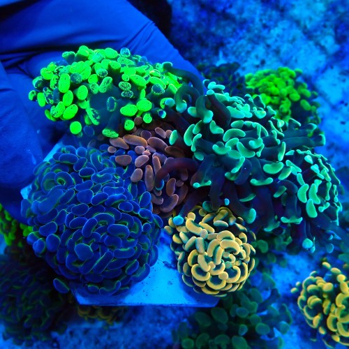 EUPHYLLIA PARAANCORA GARDEN (5XMORPH MIX ~10P) #1504116