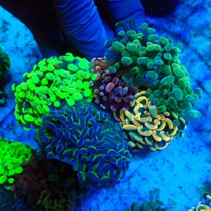 EUPHYLLIA PARAANCORA GARDEN (5XMORPH MIX ~10P) #1504117