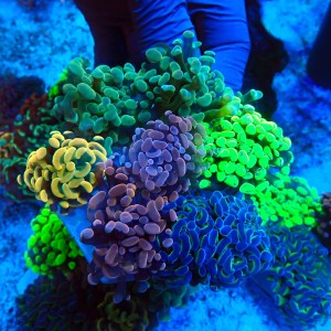 EUPHYLLIA PARAANCORA GARDEN (5XMORPH MIX ~10P) #1504118