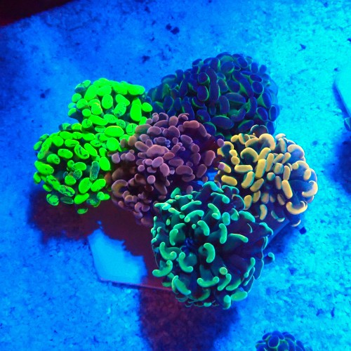 EUPHYLLIA PARAANCORA GARDEN (5XMORPH MIX ~10P) #1504124