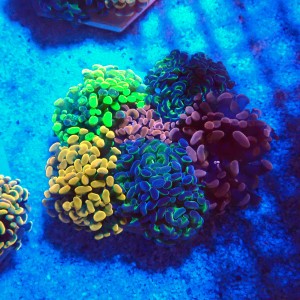 EUPHYLLIA PARAANCORA GARDEN (5XMORPH MIX ~10P) #1504126