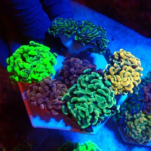 EUPHYLLIA PARAANCORA GARDEN (5XMORPH MIX ~10P) #1504127