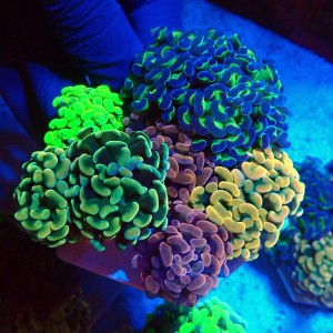 EUPHYLLIA PARAANCORA GARDEN (5XMORPH MIX ~10P) #1504128