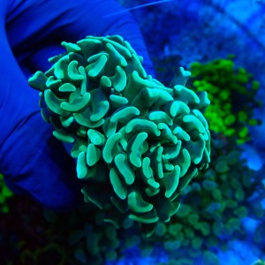 EUPHYLLIA PARAANCORA GREEN (2P+) MIX #1504074