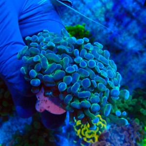 EUPHYLLIA PARAANCORA HOLOGRAM B (2P+) MIX #1504077