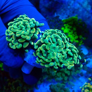 EUPHYLLIA PARAANCORA HONEY GOLD (2P+) MIX #1504081