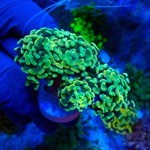 EUPHYLLIA PARAANCORA HONEY GOLD (5P+) MIX #1504079
