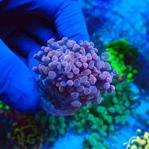 EUPHYLLIA PARAANCORA PINK (1P) #1504082