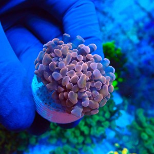EUPHYLLIA PARAANCORA PINK (1P) #1504083