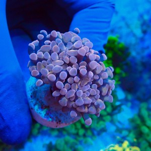 EUPHYLLIA PARAANCORA PINK (1P) #1504085
