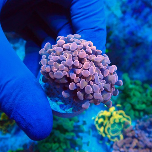 EUPHYLLIA PARAANCORA PINK (1P) #1504088