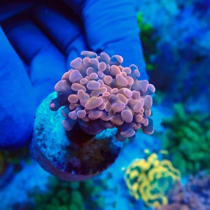 EUPHYLLIA PARAANCORA PINK (1P) #1504090