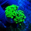 EUPHYLLIA PARAANCORA TOXIC GREEN GRAFTED (2P+) MIX #1504071