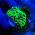 EUPHYLLIA PARAANCORA TOXIC GREEN GRAFTED (2P+) MIX #1504071