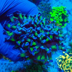 EUPHYLLIA PARAANCORA TOXIC REVERSED (2P+) MIX #1504097