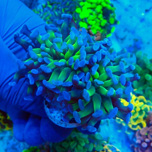 EUPHYLLIA PARAANCORA ULTRA TOXIC REVERSED (2P+) MIX #1504099