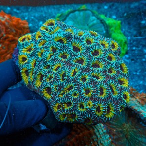 FAVIA ULTRA YELLOW L (~12CM) #1504024