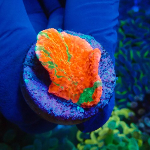 MONTIPORA GRAFTED RED FRAG #1504019