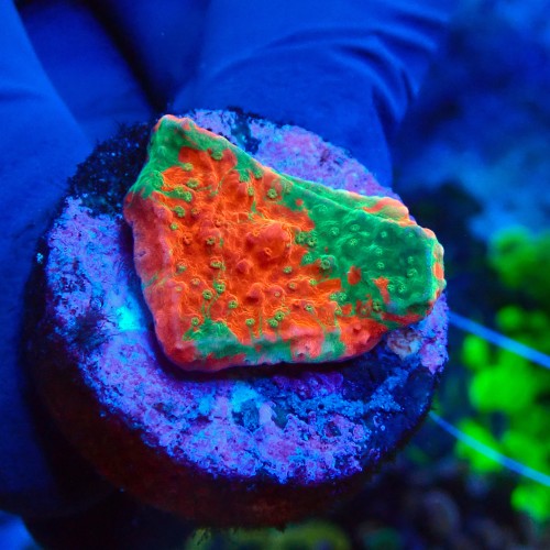 MONTIPORA GRAFTED RED FRAG #1504022