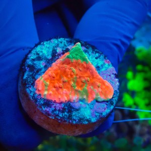 MONTIPORA GRAFTED RED FRAG #1504023