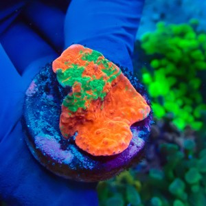 MONTIPORA GRAFTED RED FRAG #1504025