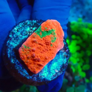 MONTIPORA GRAFTED RED FRAG #1504028