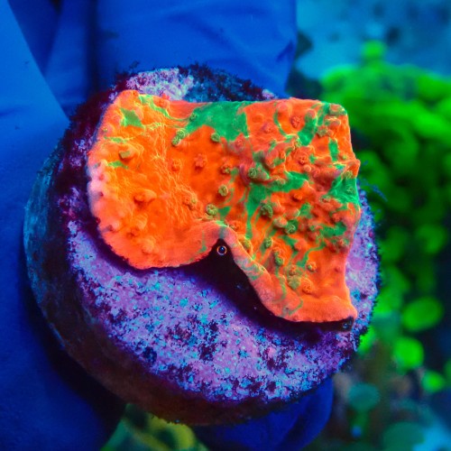 MONTIPORA GRAFTED RED FRAG #1504031