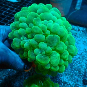 PLEROGYRA GREEN L (~13CM) #1504091