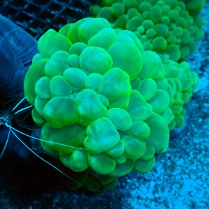 PLEROGYRA GREEN M (~10CM) #1504086