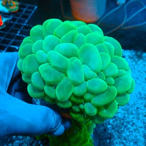 PLEROGYRA GREEN M (~10CM) #1504087