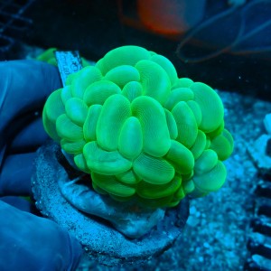 PLEROGYRA GREEN S (~7CM) #1504089