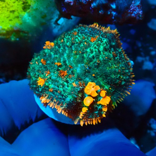 RHODACTIS BOUNCE MUSHROOM (~4CM) #1504093