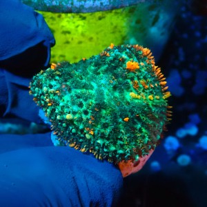 RHODACTIS BOUNCE MUSHROOM (~4CM) #1504095