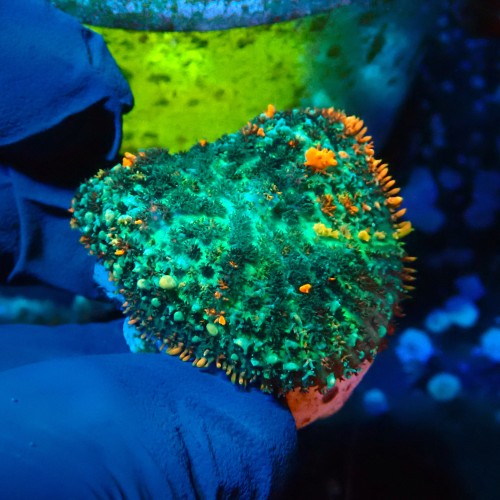 RHODACTIS BOUNCE MUSHROOM (~4CM) #1504095