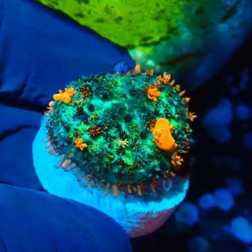 RHODACTIS BOUNCE MUSHROOM (~3CM) #1504098